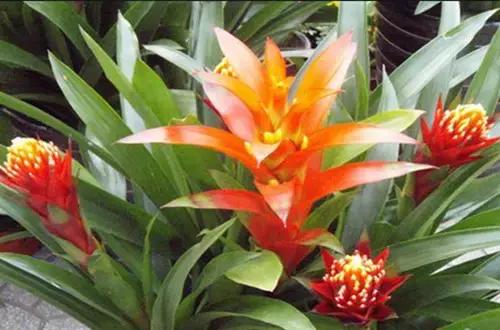 鸿运当头小芽怎么分株,鸿运当头小芽种植方法