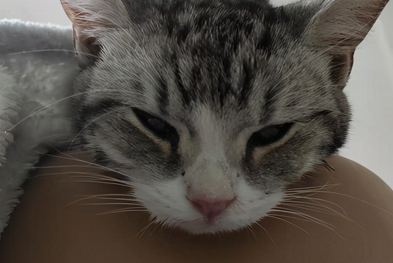 团子猫传腹治好了吗,团子的猫传腹