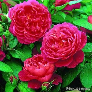 鍥壓鑺卞崏绉嶆鐭ヨ瘑鍏ラ棬,鑺卞崏鍥壓濡備綍鍏ラ棬