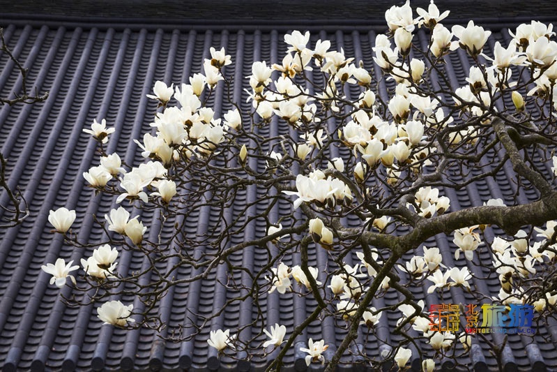 北京哪里的玉兰最好,北京玉兰赏花地