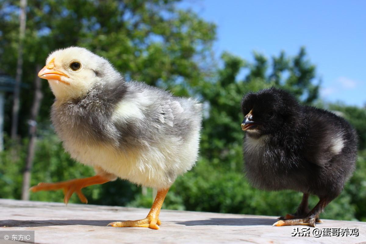 蛋鸡行情不好怎么挣钱,鸡蛋行情低迷如何增效