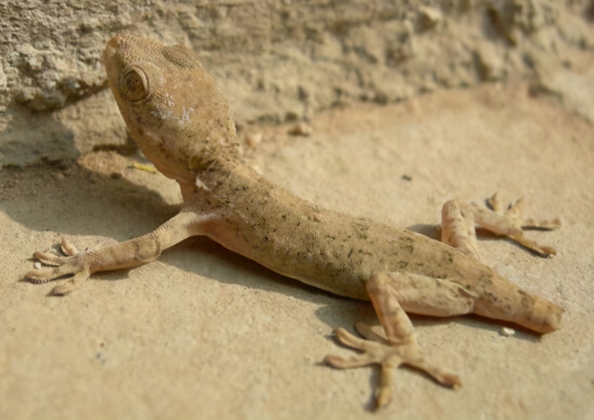 壁虎为什么被列为五毒之一,壁虎无毒却为什么是五毒之一