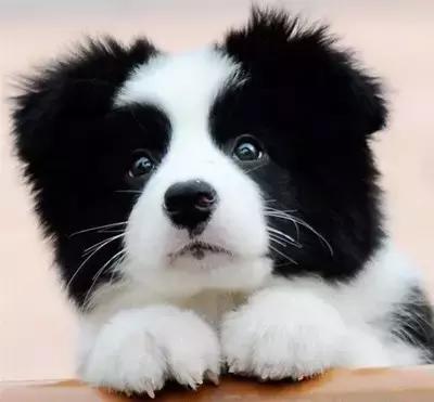 身价最高的狗,身价20亿的狗