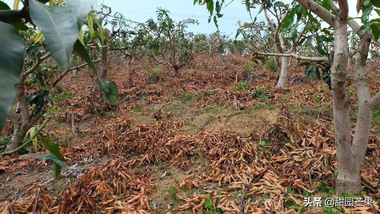 芒果树被霜冻过重新生长了不开花,刚种一年的芒果树开花要不要留
