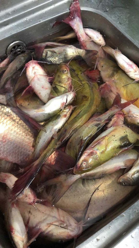 野外钓到了哪些鱼不能吃,广东钓的鱼为什么不能吃