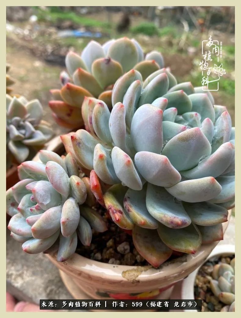 生活需要努力也需要花草,所有的热爱都需要不遗余力图片