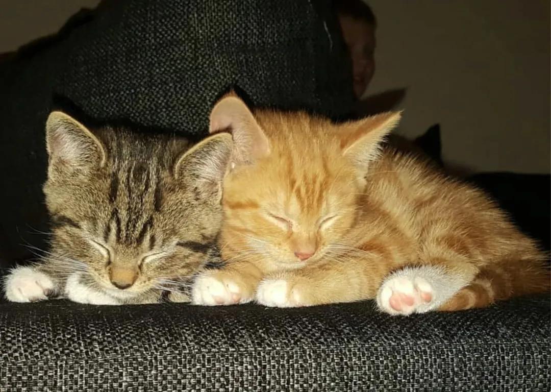 猫割了蛋,猫割了蛋会怎么样