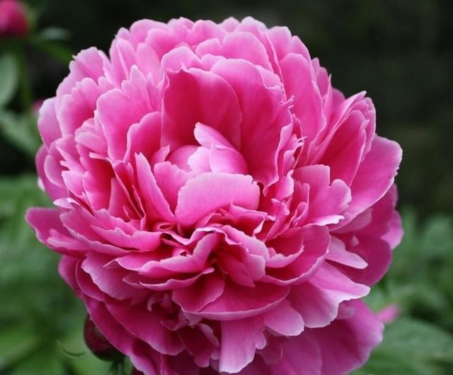 芍药花开季节花香四溢,芍药花开鸟语花香