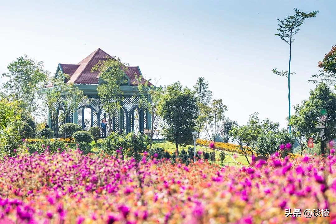 春风十里不如你,这些花海在国庆期间盛放,不要错过了