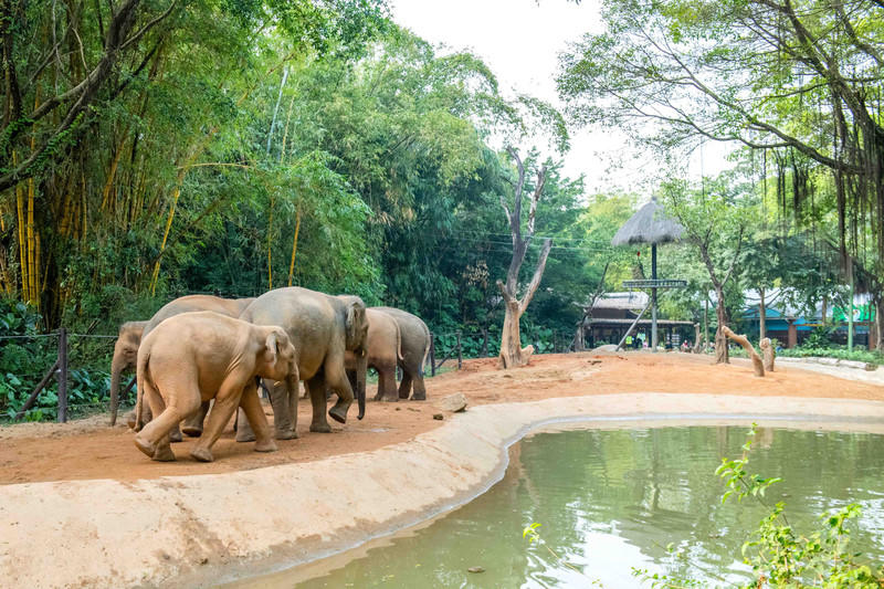 玩转广州长隆野生动物世界之行,广州长隆动物世界游玩攻略图