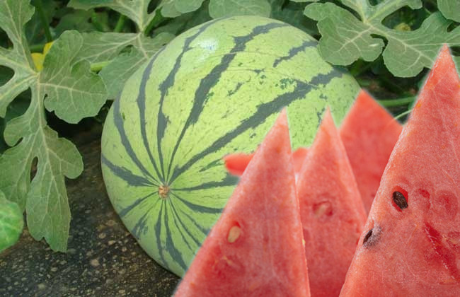 种植西瓜的技巧最神奇,西瓜种植如何达到高产