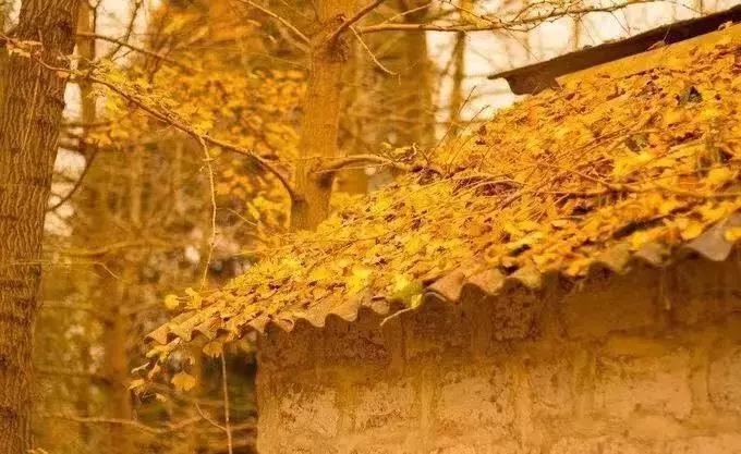 武侯银杏,武侯看银杏最好的地方