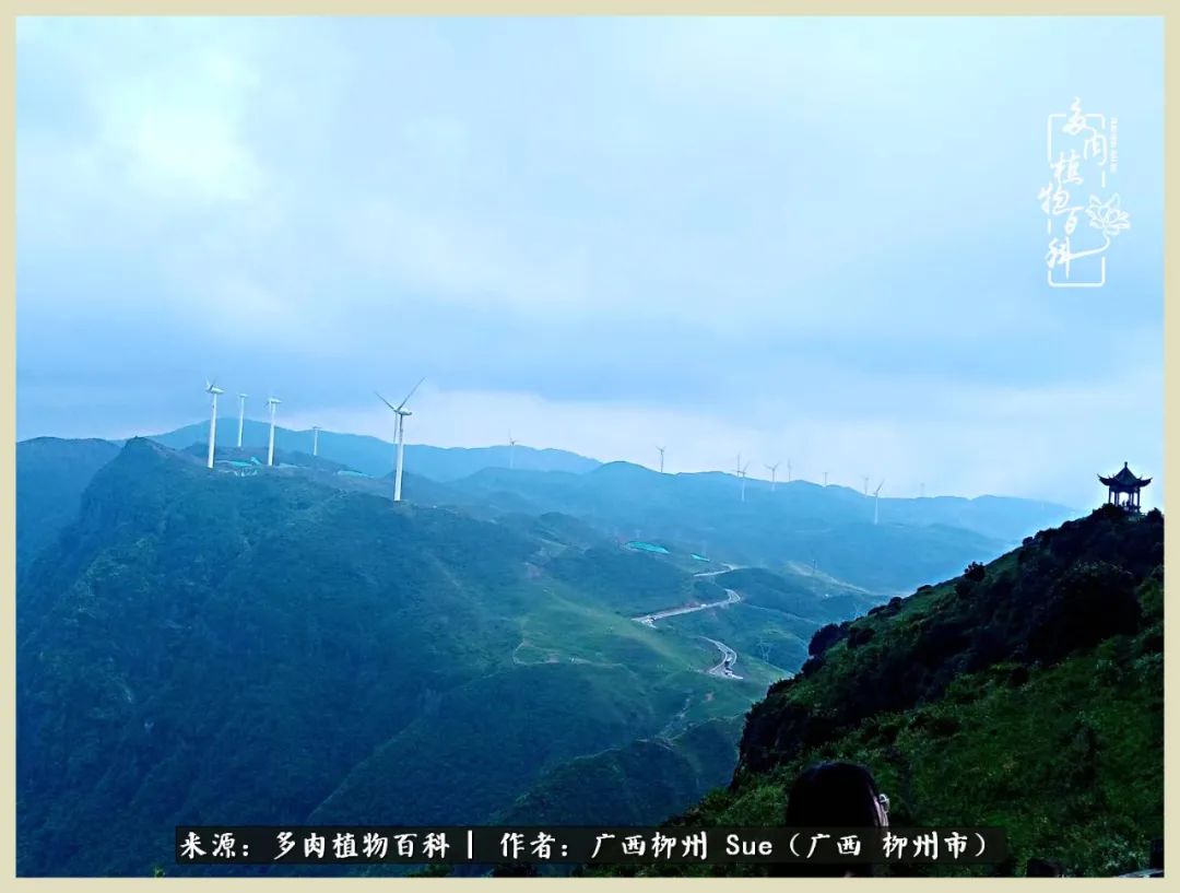 艳阳高照凉爽贵州,我要勤快地捕捉美好!(二)