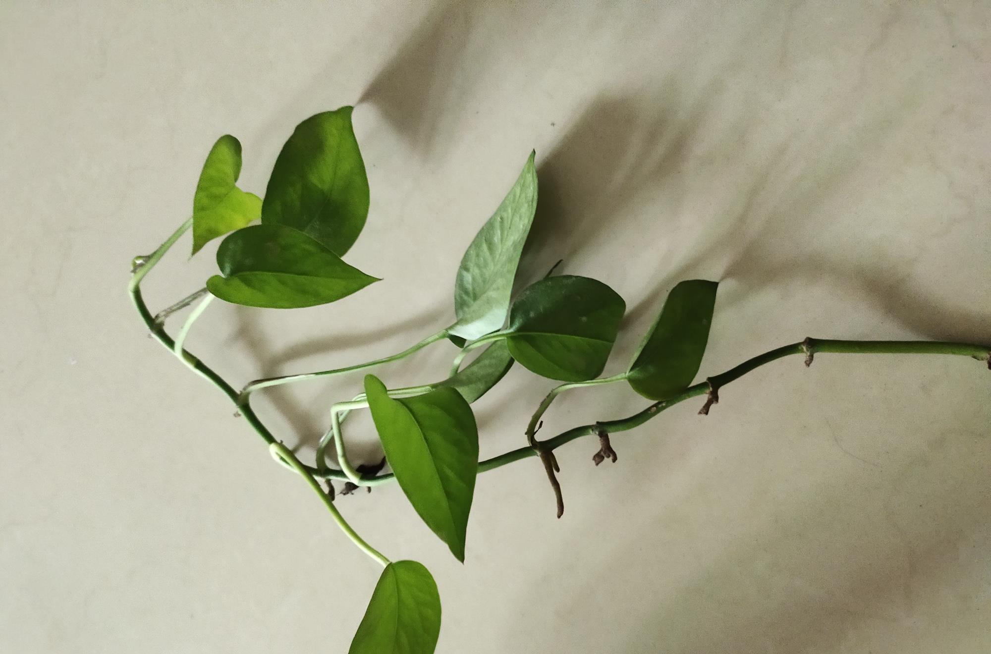 绿萝怎么把它的叶子养得又肥又厚,为啥别人家的绿萝叶子比巴掌还大