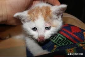 猫咪口渴、呕吐，除了肠胃问题，还有可能是得了蛔虫病