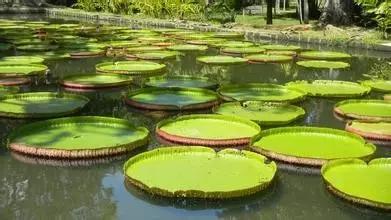 在水一方植物园,在水一方花卉