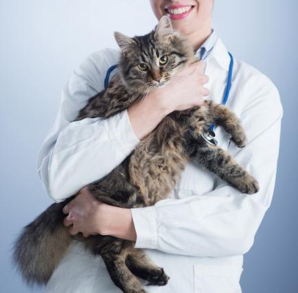 怎样预防猫的尿路结石,猫尿结石怎么治