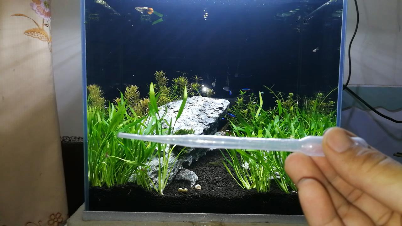 孔雀鱼喂什么饲料最好呢,孔雀鱼适合吃什么饲料