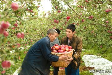 哪个地方的苹果最好吃,陕西省苹果哪里最好吃