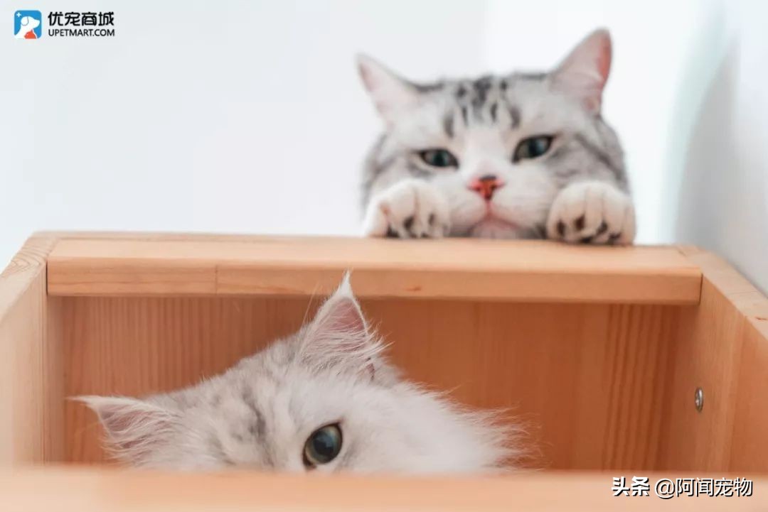 上班族怎么让猫白天活动夜晚休息,上班后怎么缓解猫的孤独