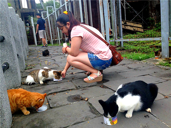 30条新手养猫注意事项铲屎官必看,养猫一定要牢记七不要对猫咪有益