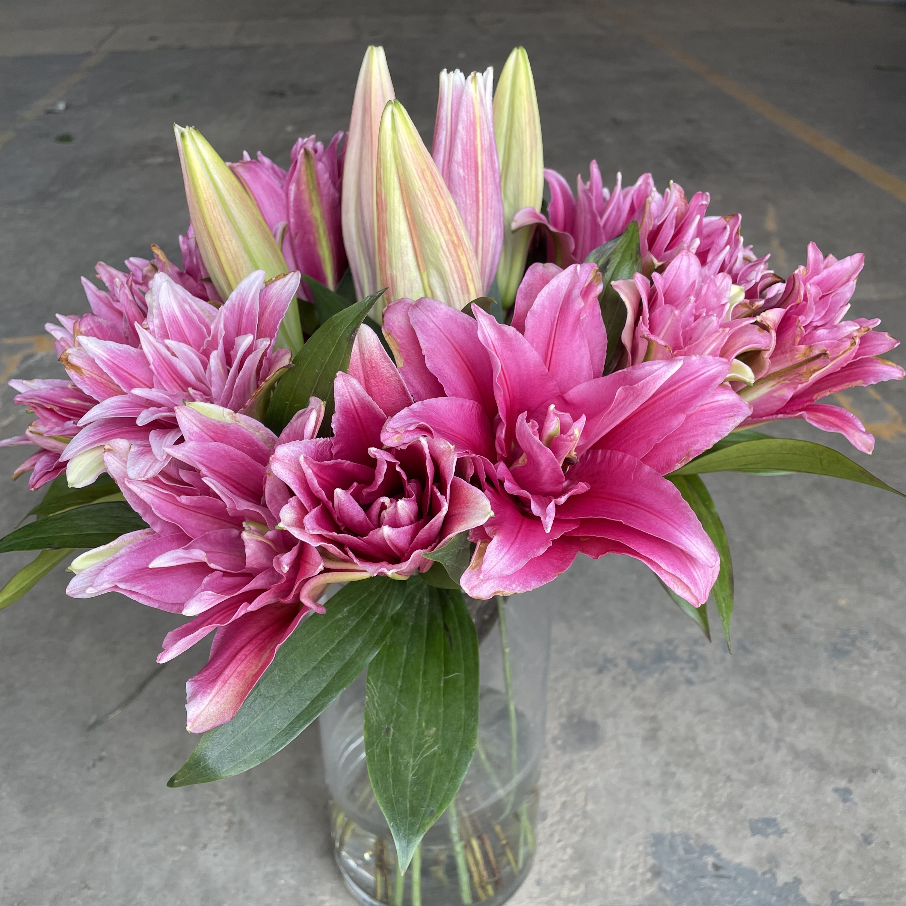 我与鲜花有个约定之百合花篇