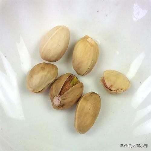 挖走松鼠过冬口粮,松鼠平替口粮