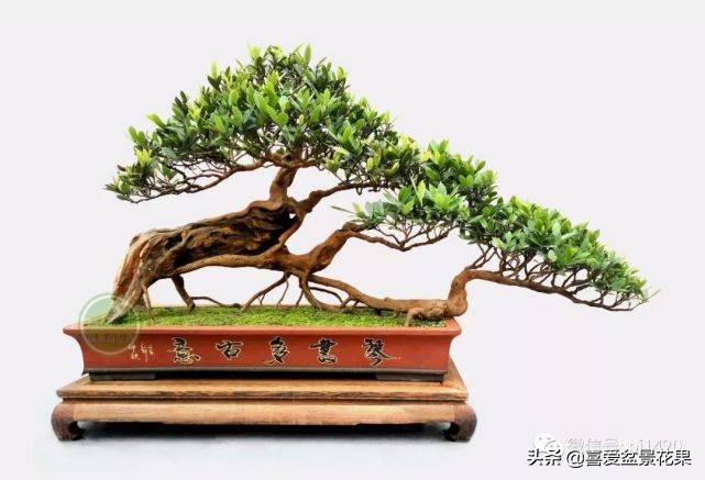 中华蚊母制作方法,中华蚊母的造型技巧