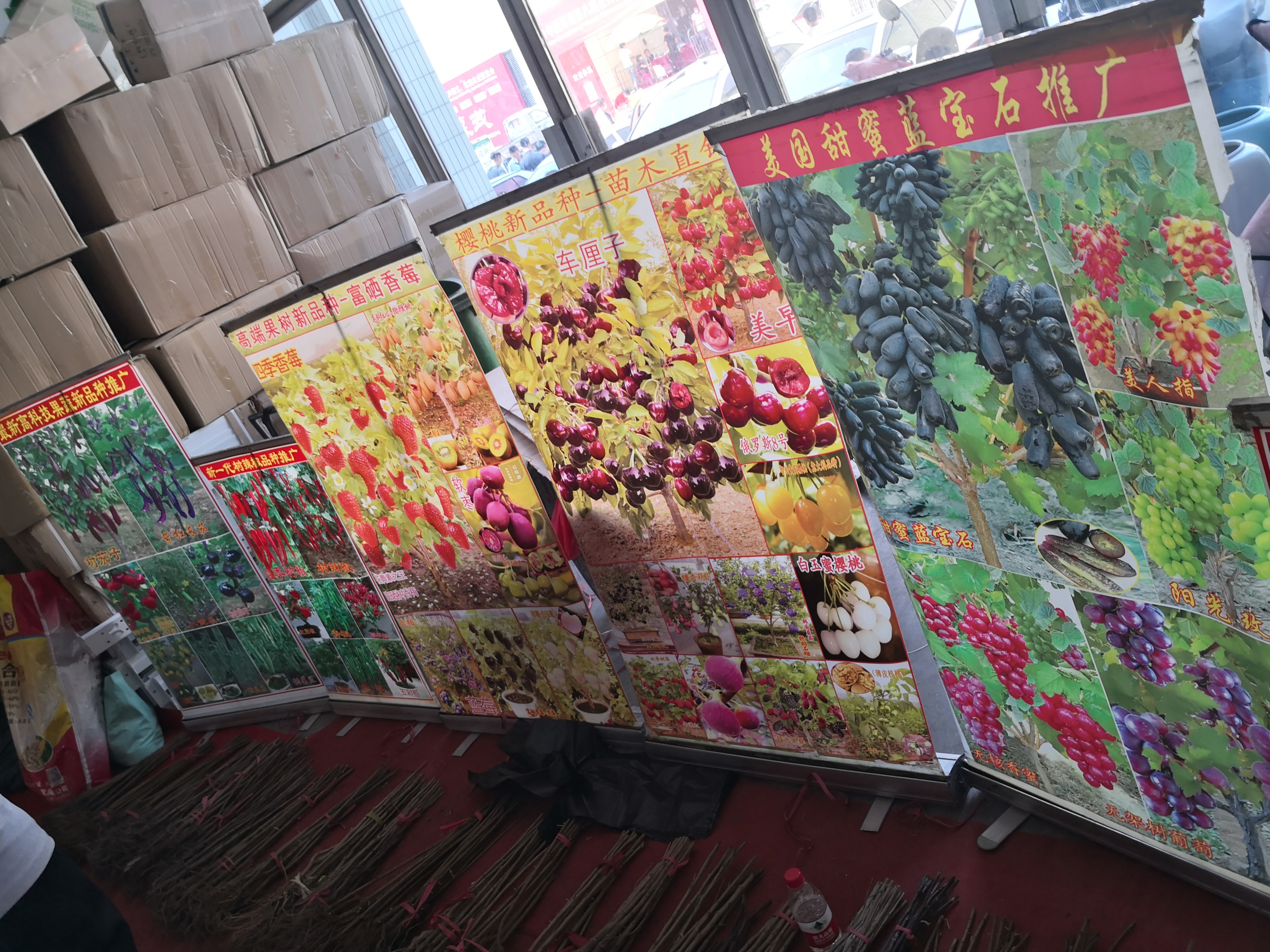 啥时候培育出了能结西瓜的树？我竟然差点就信了