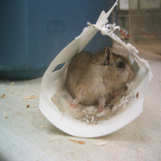 仓鼠粘到粘鼠板了怎么办,仓鼠被粘鼠板黏住了怎么去胶