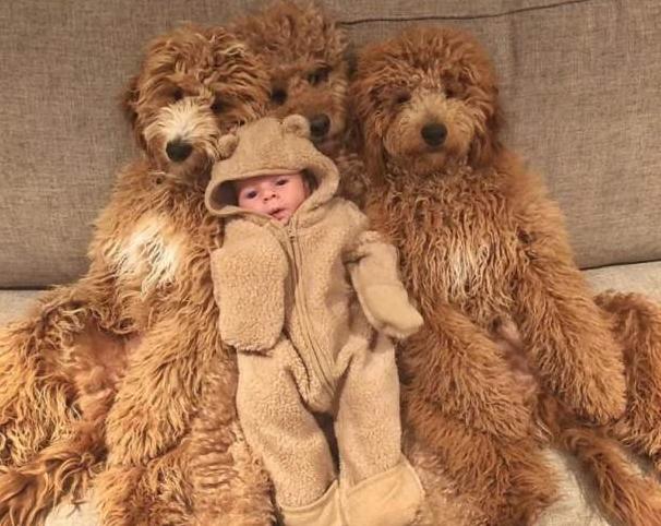 巨型贵宾犬多少钱一只幼犬,巨型贵宾犬一般要多少钱一只幼犬