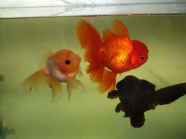 如果金鱼得了白点病多久爆发,金鱼的尾巴烂了还会长吗