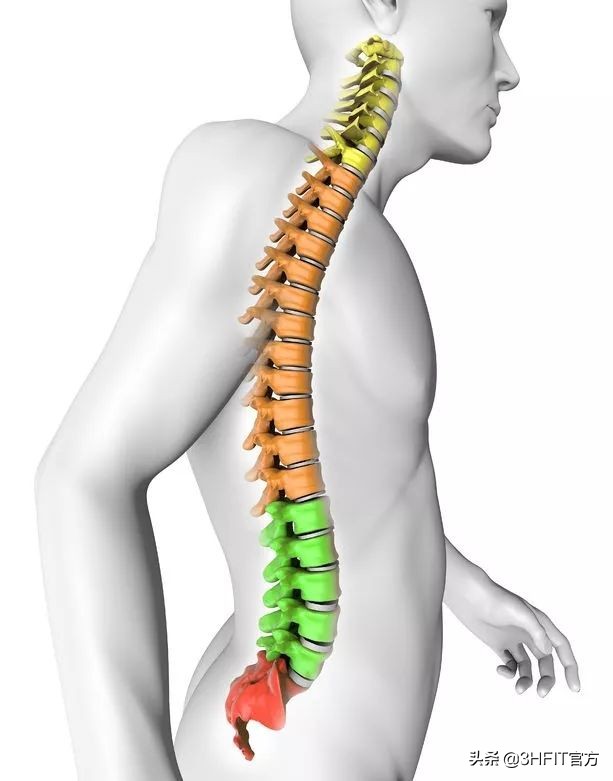 什么？爬行训练能治脊椎病？