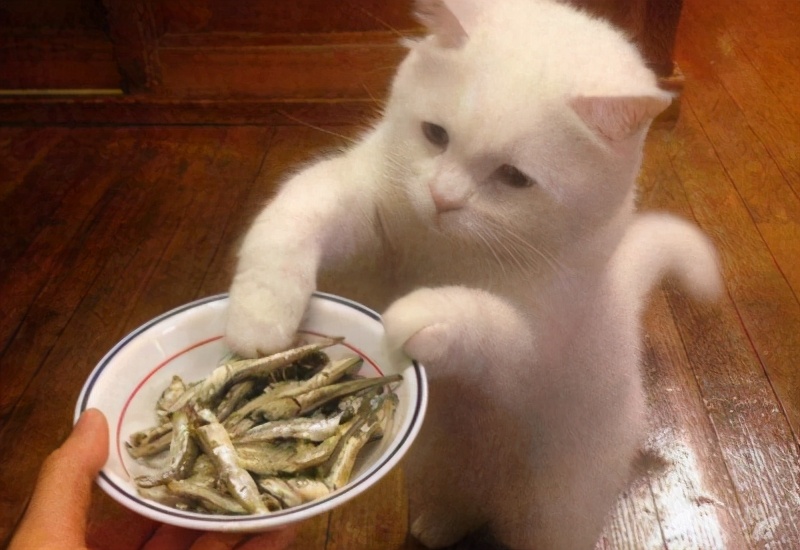 别再给猫咪喂食“这些食物”了,一不小心,命都没了