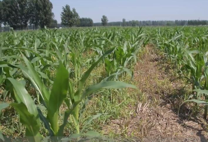 玉米高产控旺的最佳时间,打玉米控旺药上午打还是下午打好