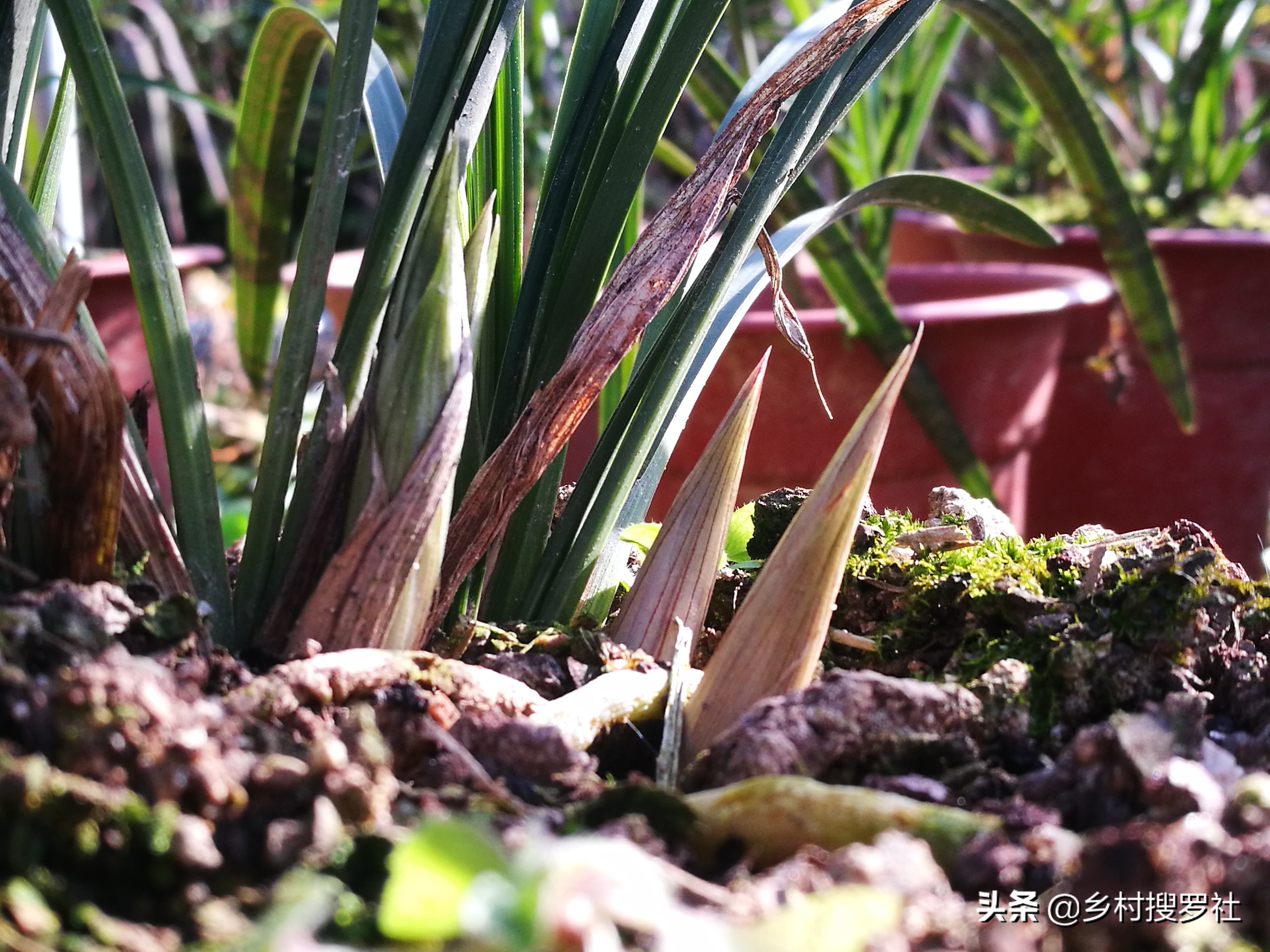 已有花苞的兰花怎么管理好,兰花的花苞怎么才能长的茂盛