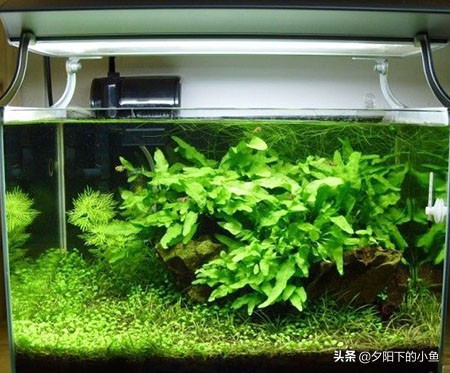 新开缸为什么水草都烂了,开缸没成功水草泥怎么办