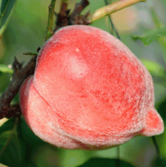 一口就爆汁！陕西突围水蜜桃成熟了，真正的自然熟，桃园现摘现发