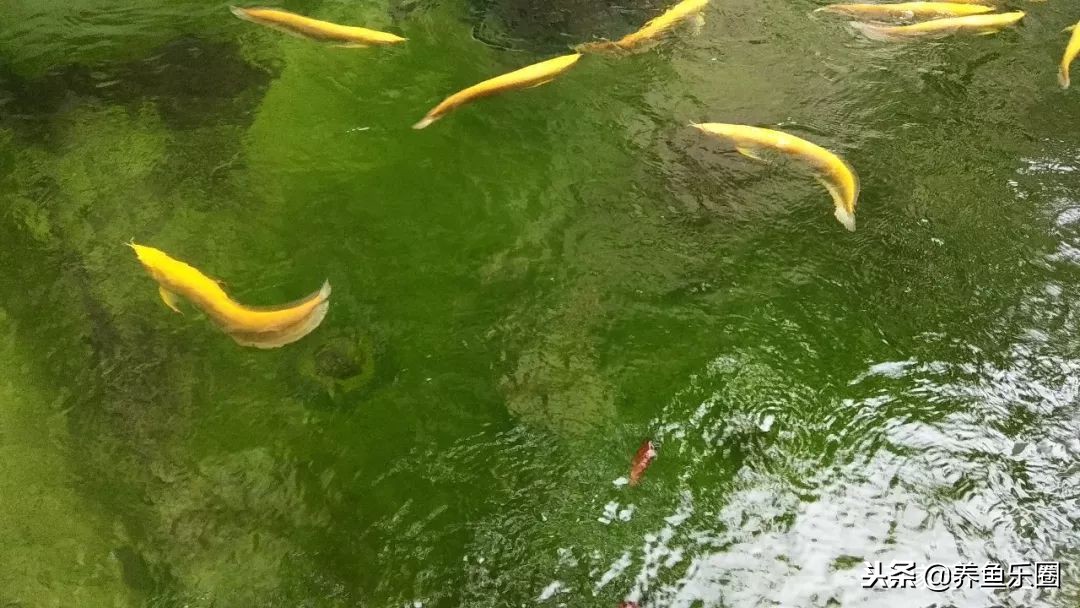 这位土豪家的渔场，光滤材就花了500多万，你确定不要见识一下？