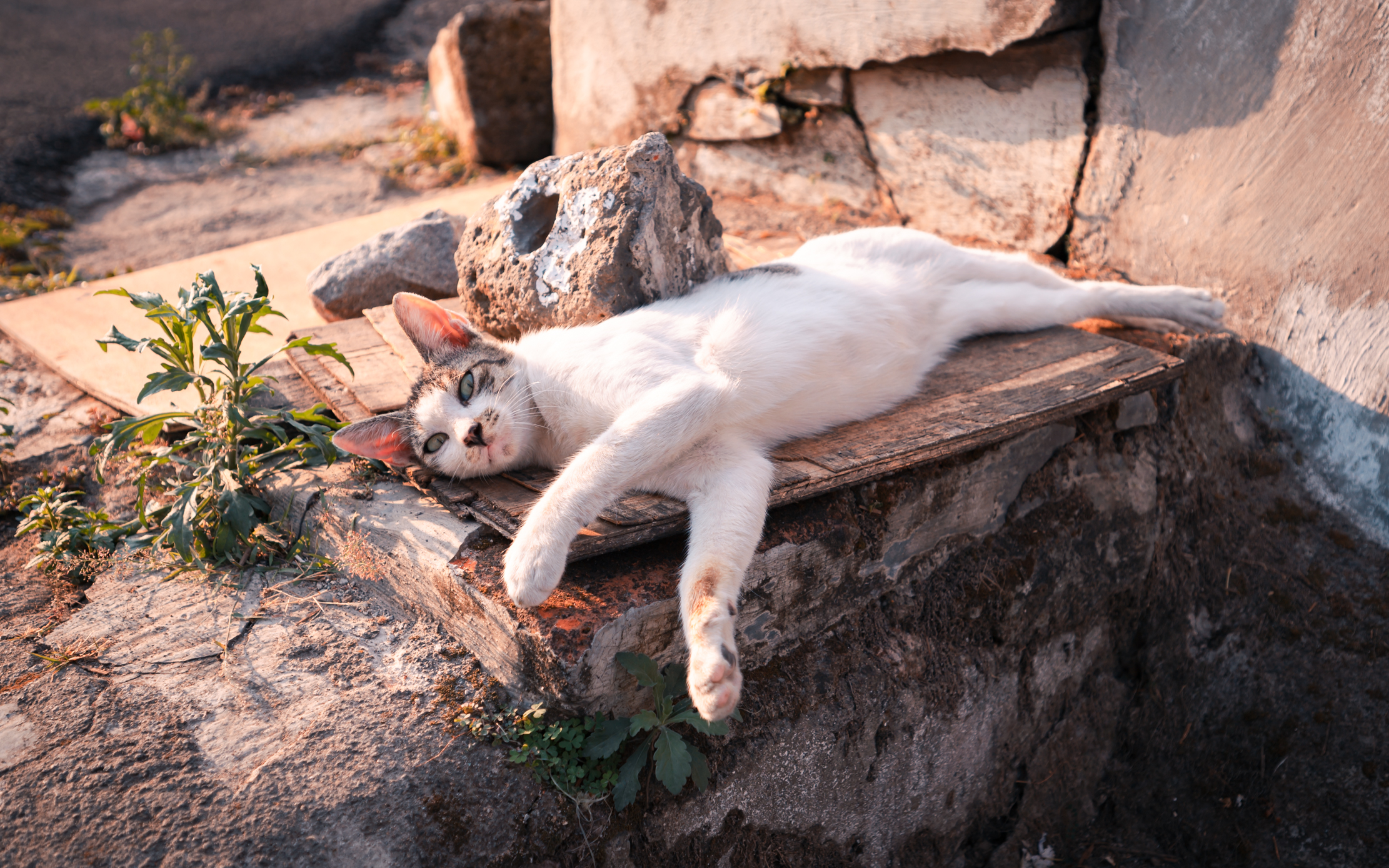 马小路et1541和pt15,马小路et1541和et2541区别