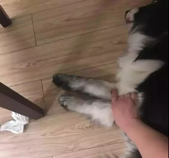 如何判断边境牧羊犬是笨是聪明,边境牧羊犬为什么不会攻击人