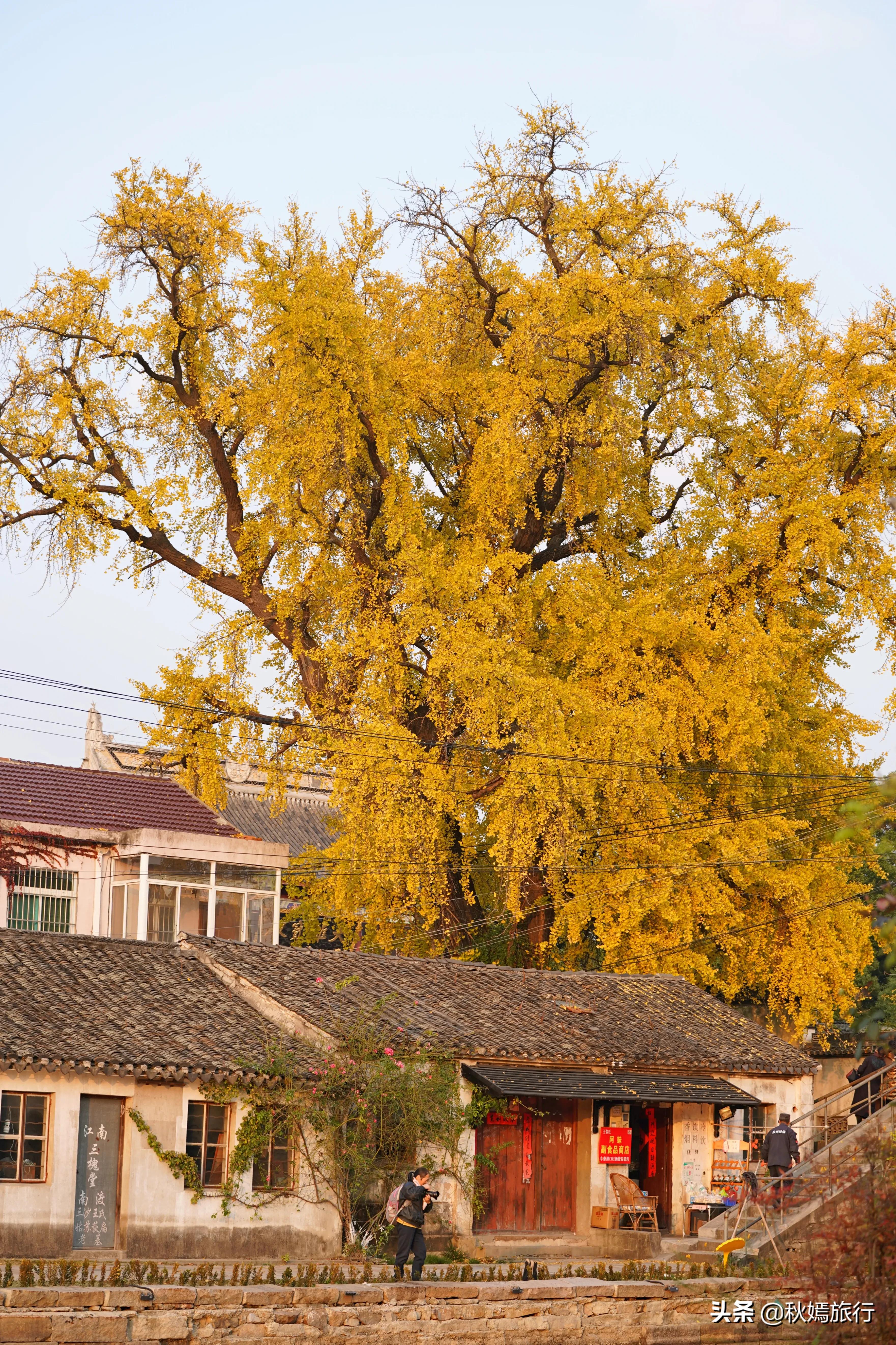 相城区北桥镇千年银杏树,苏州相城银杏打卡
