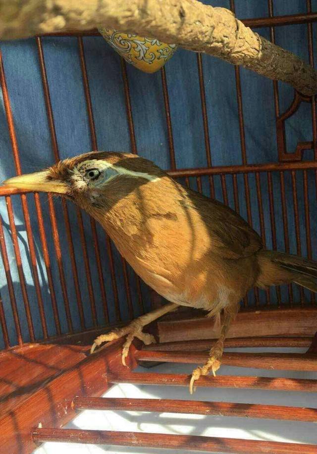 挑选生头画眉鸟,如何挑选画眉鸟饲料