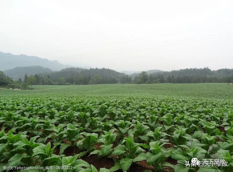 璧ゅ嘲璁板繂鍥剧墖,璧ゅ嘲璁板繂鐩綍