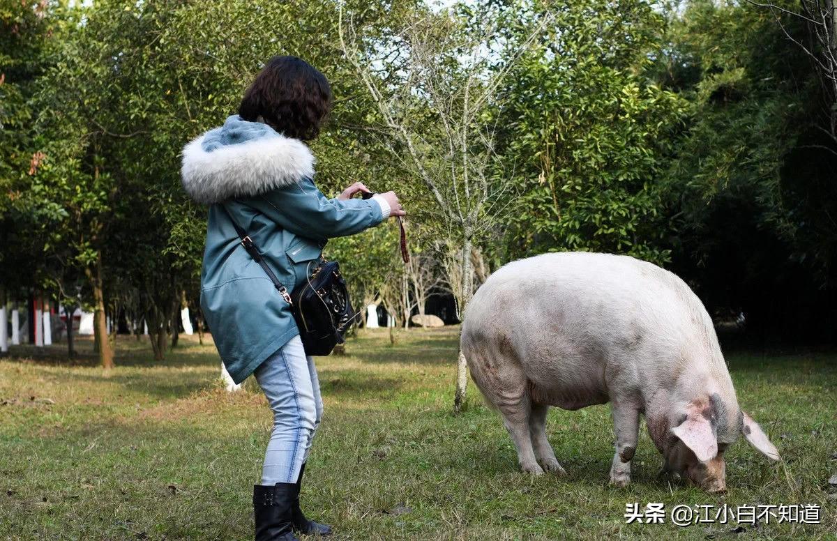 汶川地震猪坚强是个小猪还是大猪,汶川地震未死的猪今年几岁了