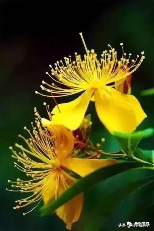 正月初九寓意的吉祥话,正月初九美好的祝福送给有缘的人