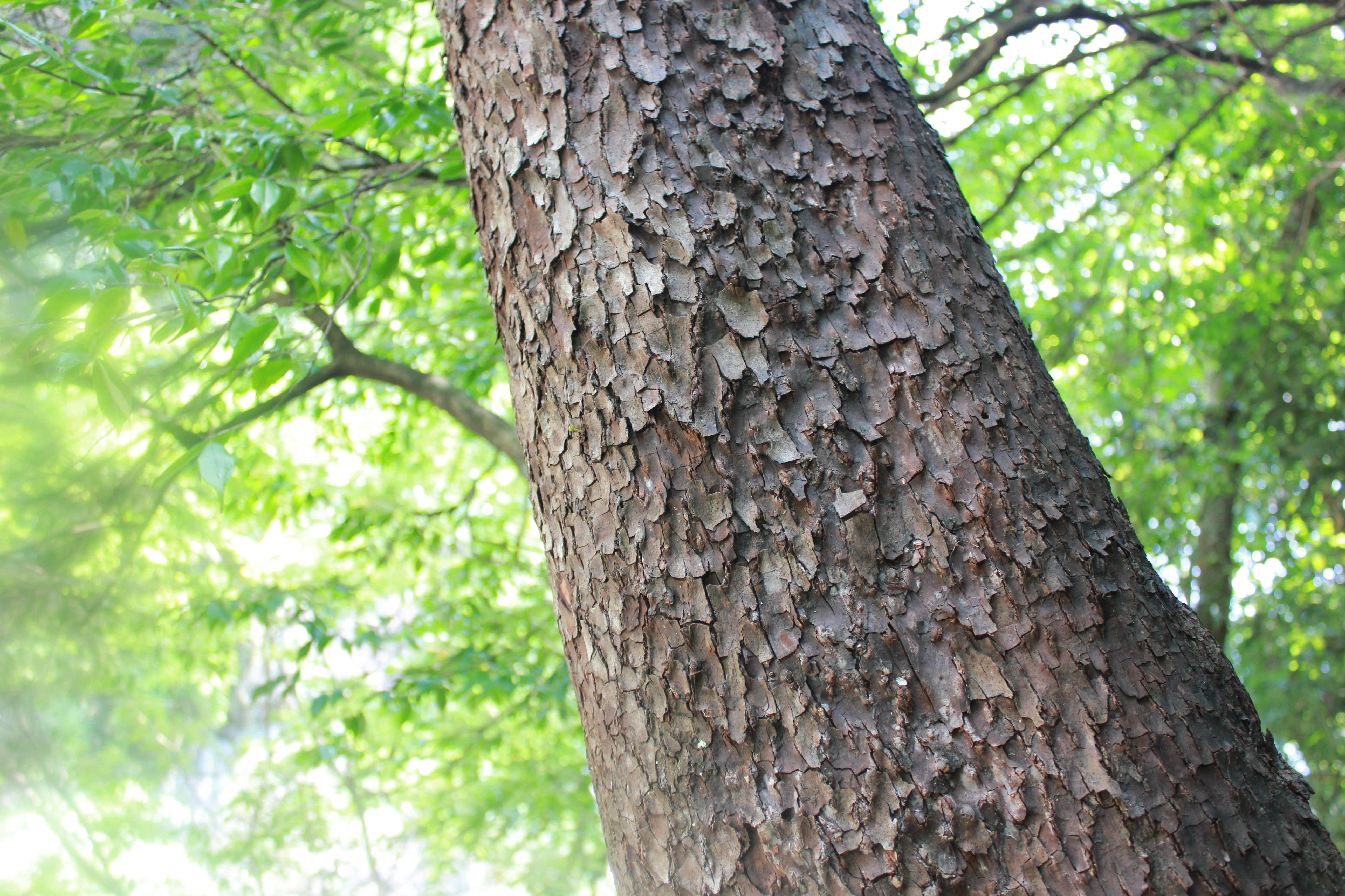 武汉周边避暑胜地|端午武汉至咸宁九宫山2日自驾亲子游路线分享