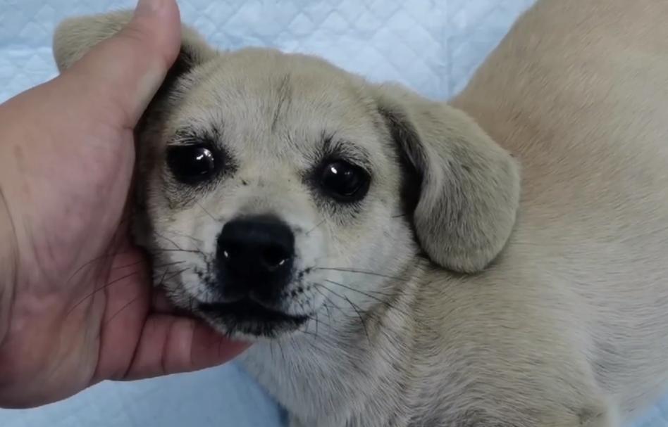 东北：因息肉，小奶狗被赶出家门成为流浪狗，获救后狗狗成功逆袭