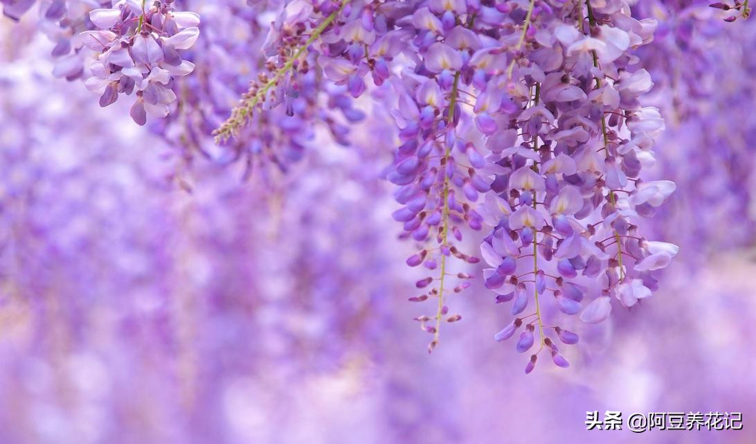 地上挖出来的紫藤如何种盆栽,紫藤盆栽的养殖技术和管理方法