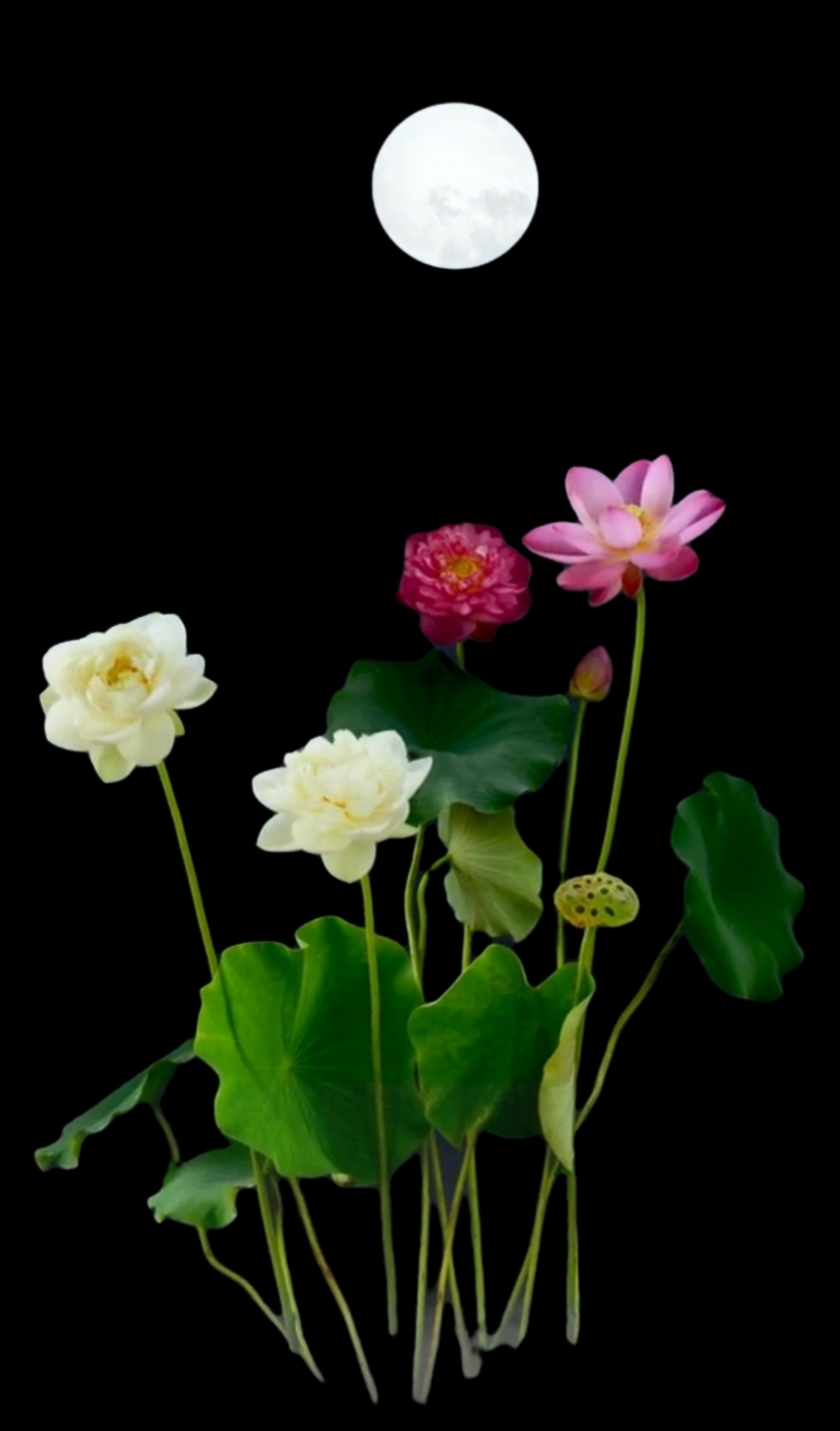 树洞心灵,心灵树洞我的心声